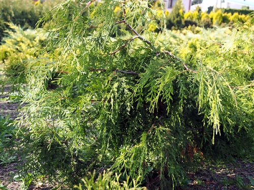 Thuja plicata 'Holly Turner' 